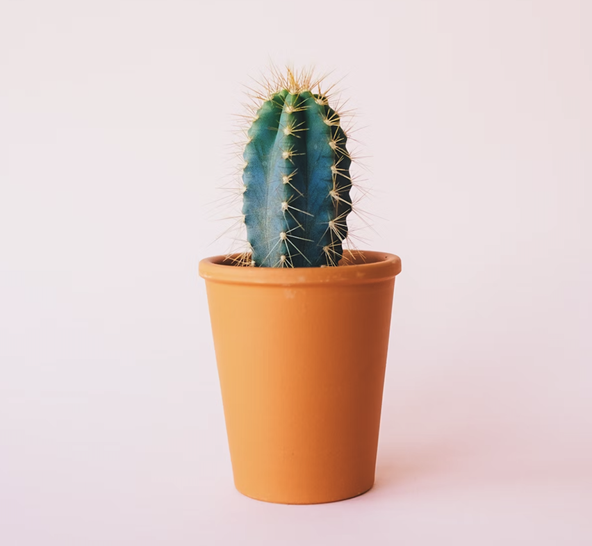 Planta doméstica